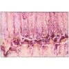 Copeland Flamingo 1 ft. 8 in. x 2 ft. 6 in. Abstract Accent Rug by Addison Rugs -TrafficMaster || Addison Rugs Sales flamingo addison rugs area rugs hdkc16fl20x30 64 1000